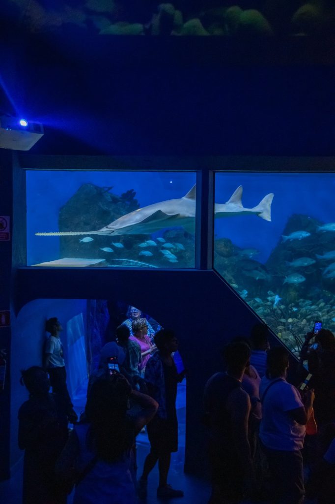 Acuario de Veracruz rompe récord de visitantes