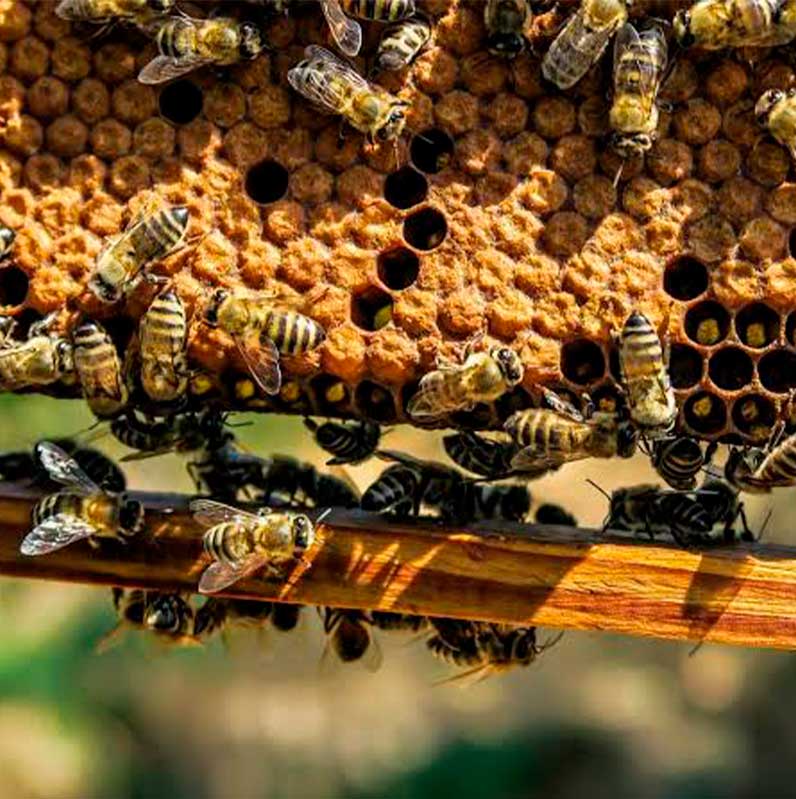 Incertidumbre en la apicultura por el exterminio de abejas meliferas Incertidumbre en la apicultura por el exterminio de abejas meliferas