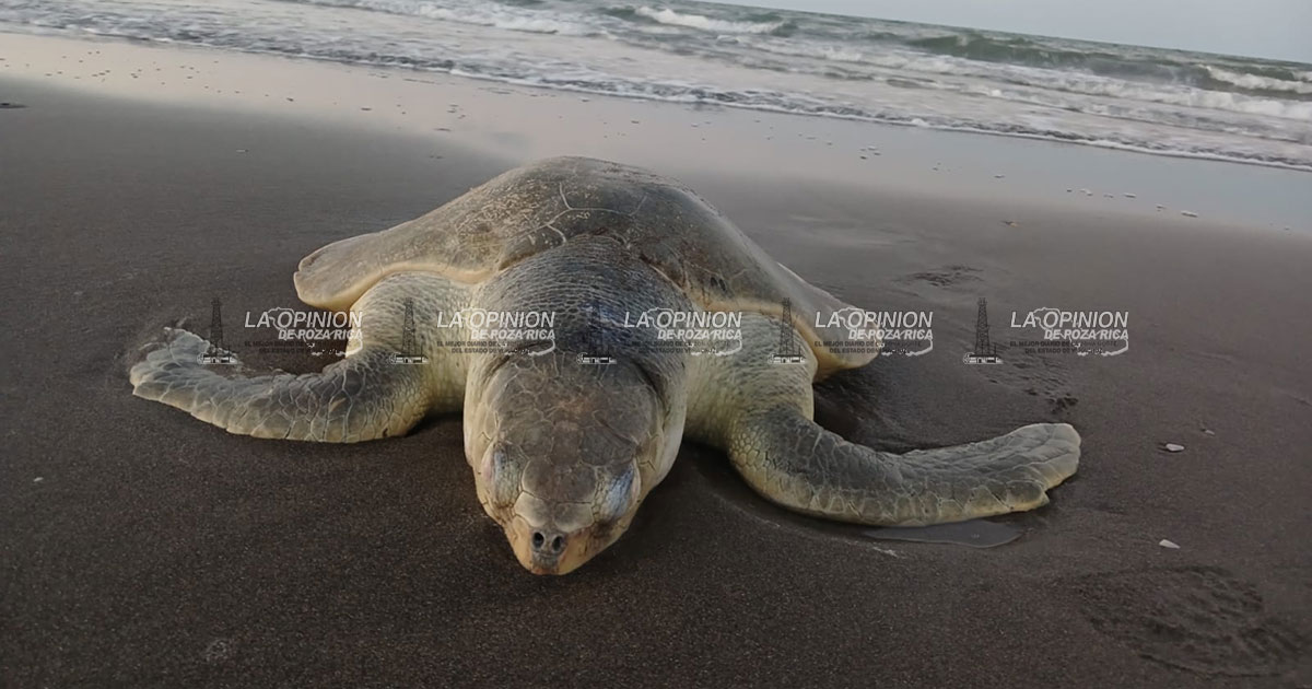 Redes ilegales matan a tortuga Lora en Nautla Redes ilegales matan a tortuga Lora en Nautla