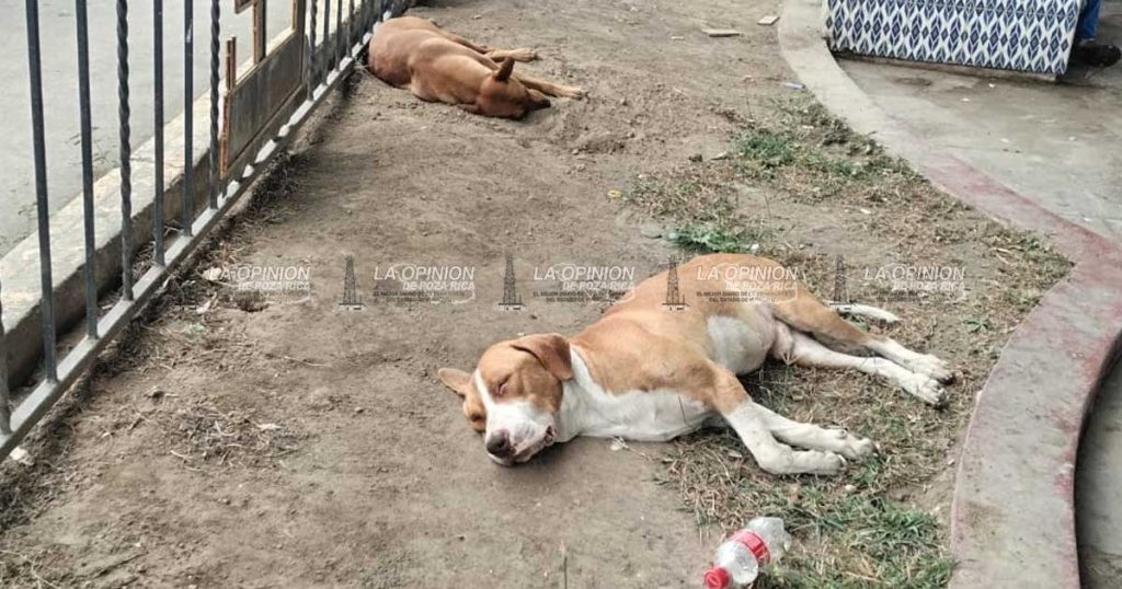Alistan esterilización de 150 mascotas en tres colonias