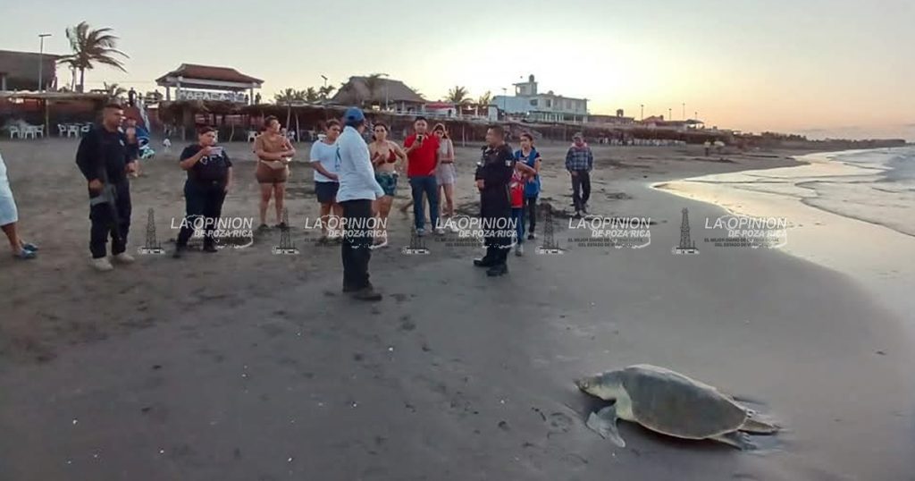Redes ilegales matan a tortuga Lora en Nautla