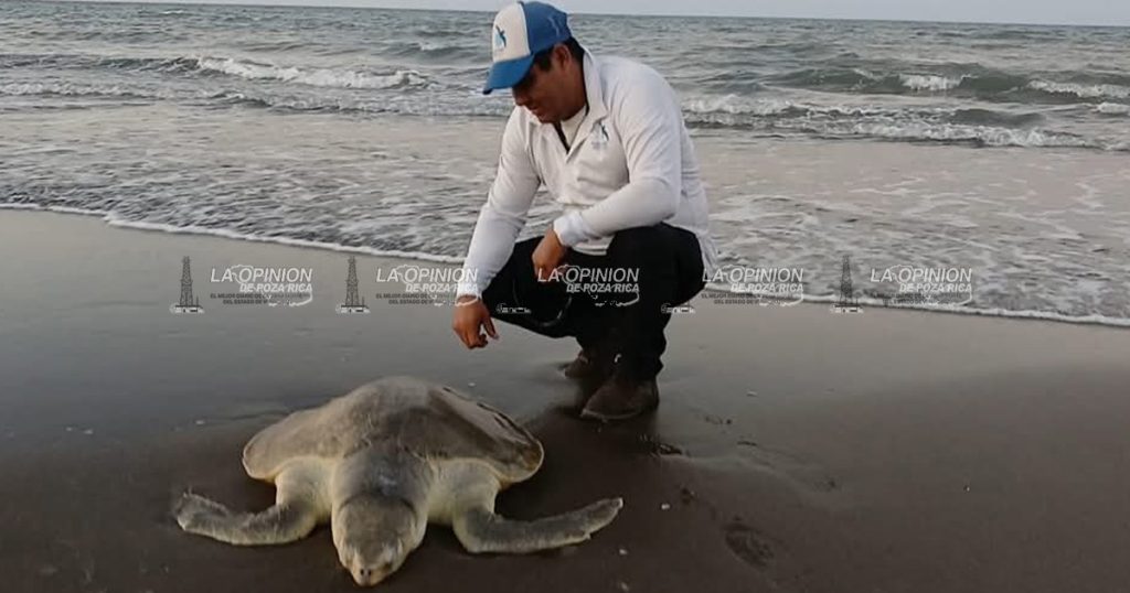 Redes ilegales matan a tortuga Lora en Nautla