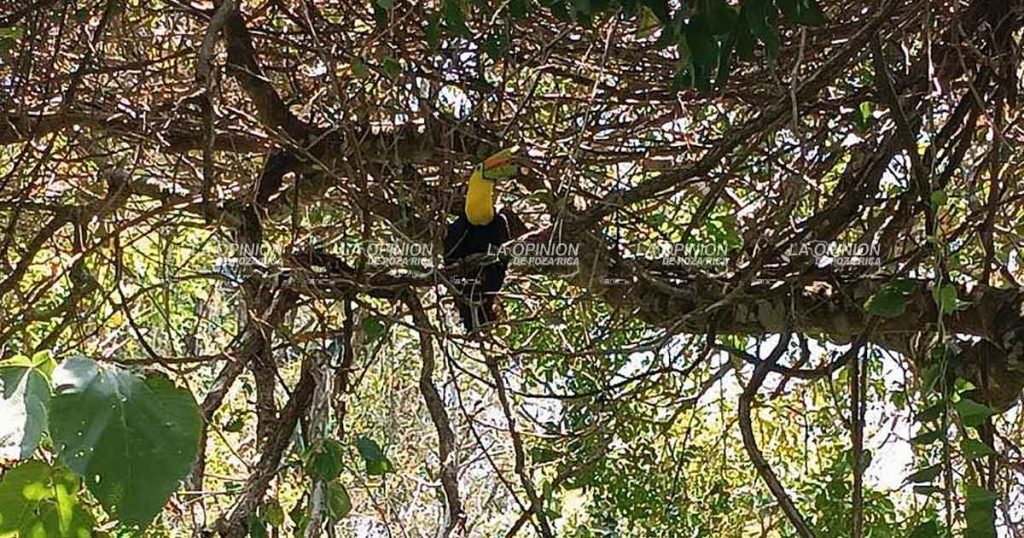 Liberan un ejemplar de tucán en hábitat natural