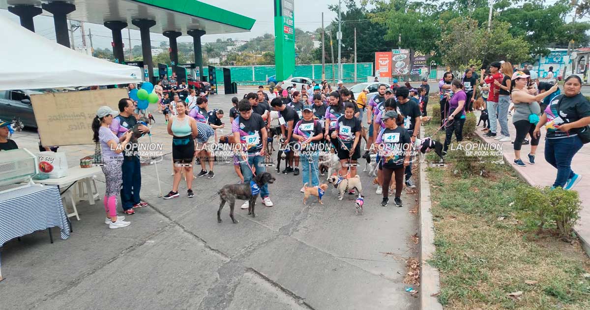 Rebasa expectativas: Primera Caminata con mi Mascota Rebasa expectativas: Primera Caminata con mi Mascota