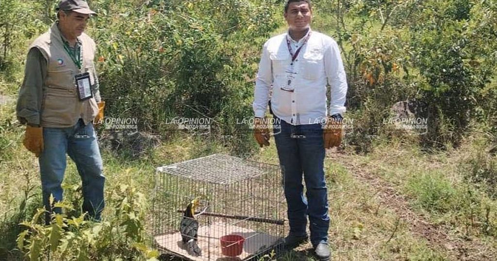 Liberan un ejemplar de tucán en hábitat natural
