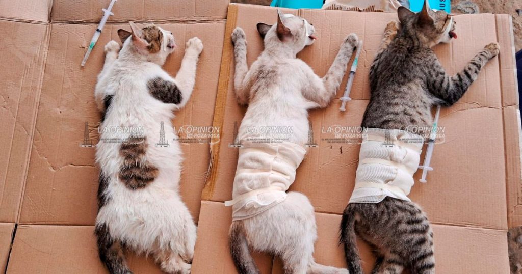 Va colectivo por 150 esterilizaciones gratuitas para mascotas