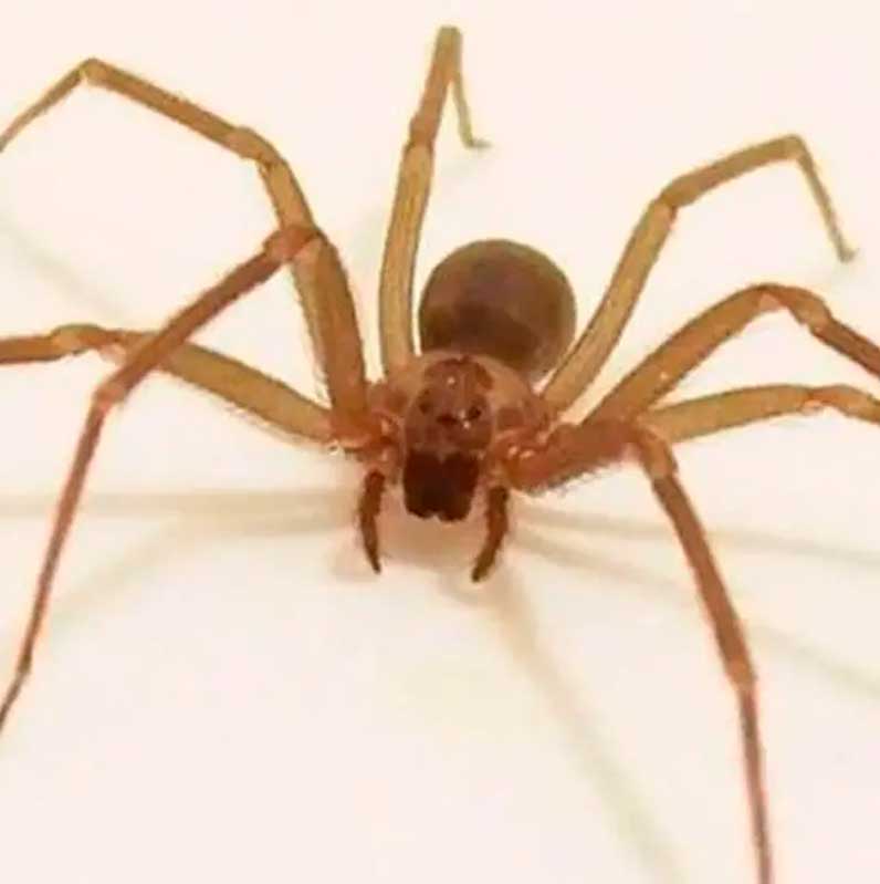 Cómo saber si te mordió una araña violinista y sus síntomas