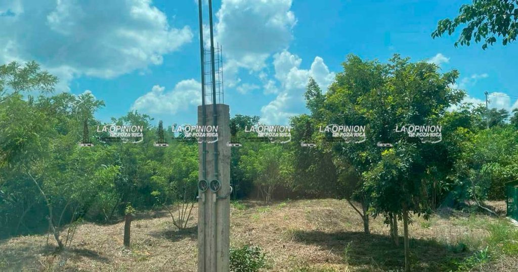 Colectivo “Ángeles Peluditos Poza Rica” va por 800 esterilizaciones