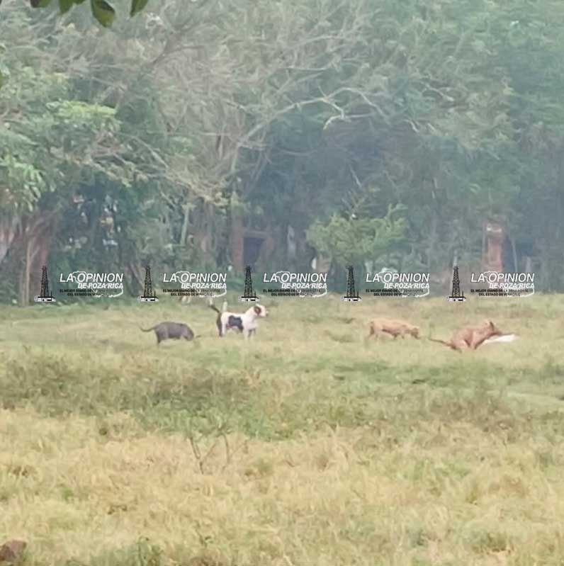 Alcalde de Cazones mata a sus perros a balazos jugando “tiro al blanco” Alcalde de Cazones mata a sus perros a balazos jugando “tiro al blanco”
