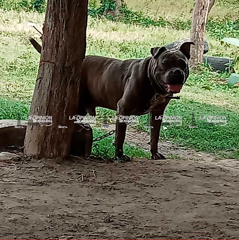 Alcalde de Cazones mata a sus perros a balazos jugando “tiro al blanco” Alcalde de Cazones mata a sus perros a balazos jugando “tiro al blanco”