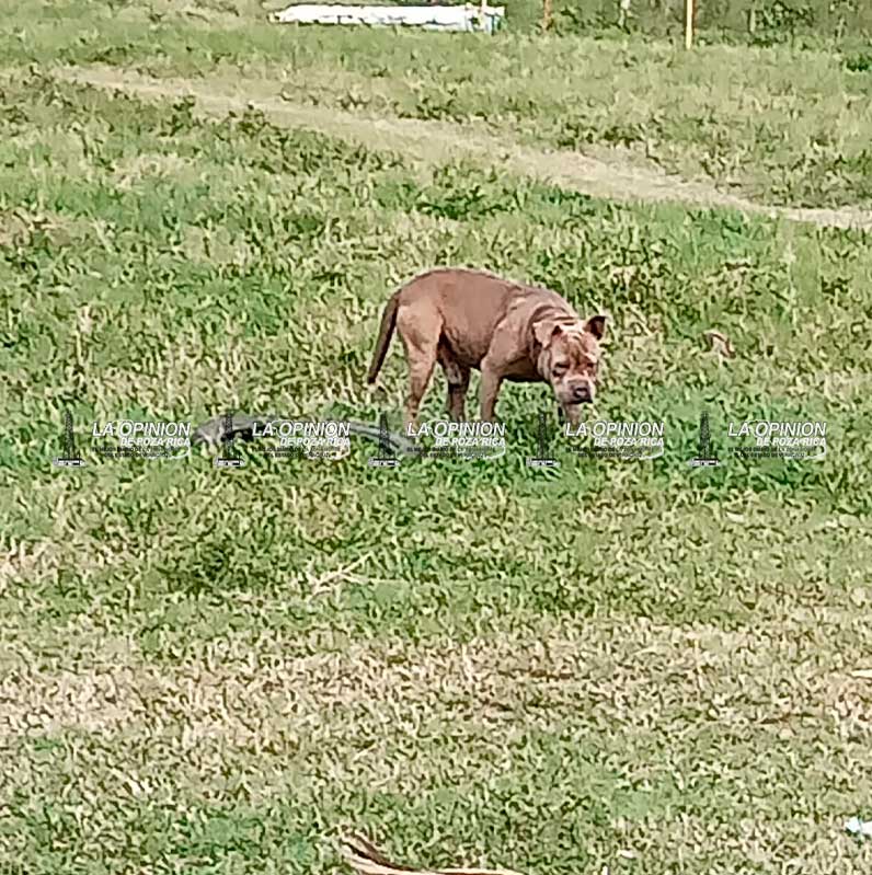 Alcalde de Cazones mata a sus perros a balazos jugando “tiro al blanco” Alcalde de Cazones mata a sus perros a balazos jugando “tiro al blanco”