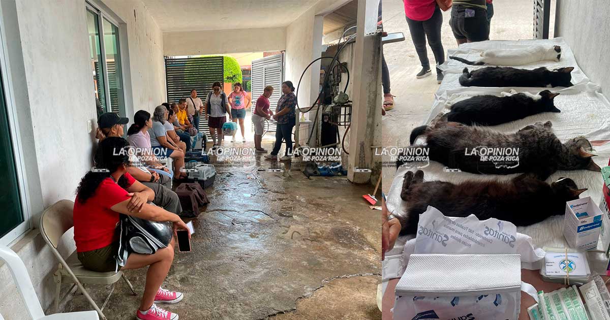 Fomentan la cultura de la esterilización de mascotas Fomentan la cultura de la esterilización de mascotas