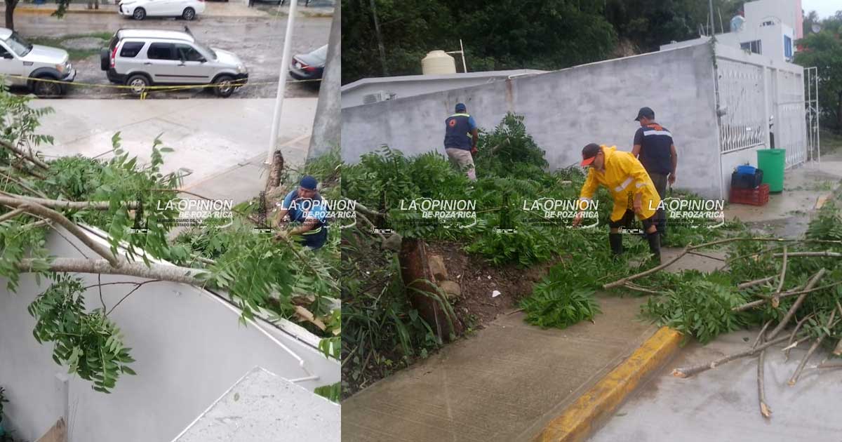 Fuertes vientos y lluvias provocan colapso de barda y varios árboles caídos Fuertes vientos y lluvias provocan colapso de barda y varios árboles caídos