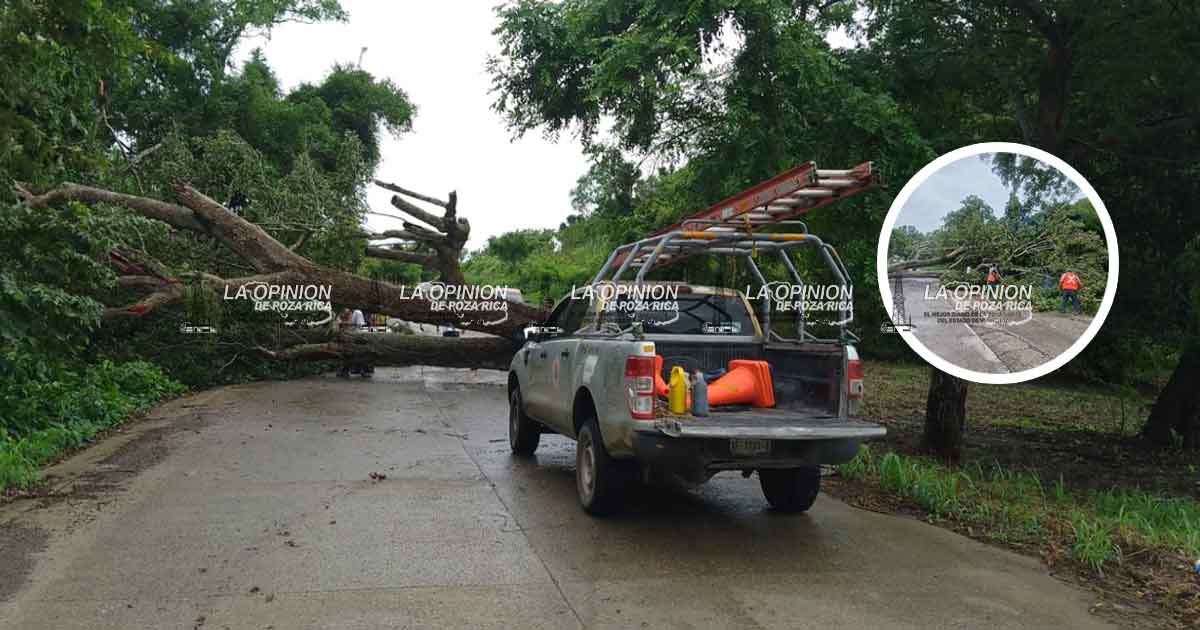 Tormenta derriba árbol y bloquea la Cañada Rica–Zapotal Santa Cruz Tormenta derriba árbol y bloquea la Cañada Rica–Zapotal Santa Cruz
