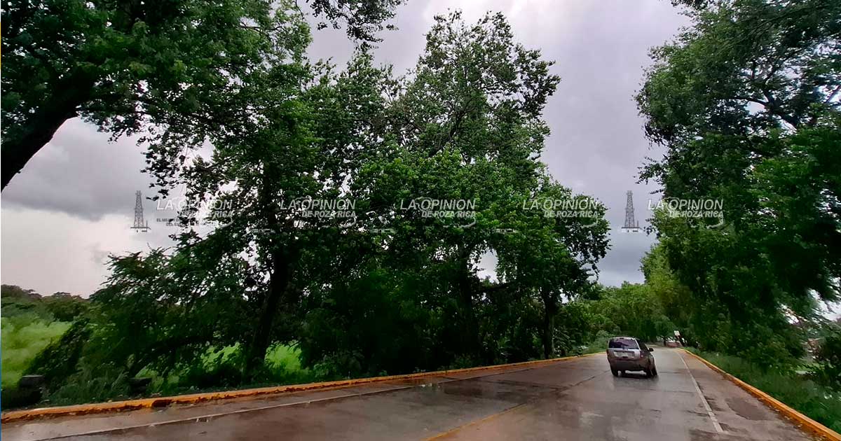 Cumple 23 años columna de álamos en acceso a la ciudad Cumple 23 años columna de álamos en acceso a la ciudad