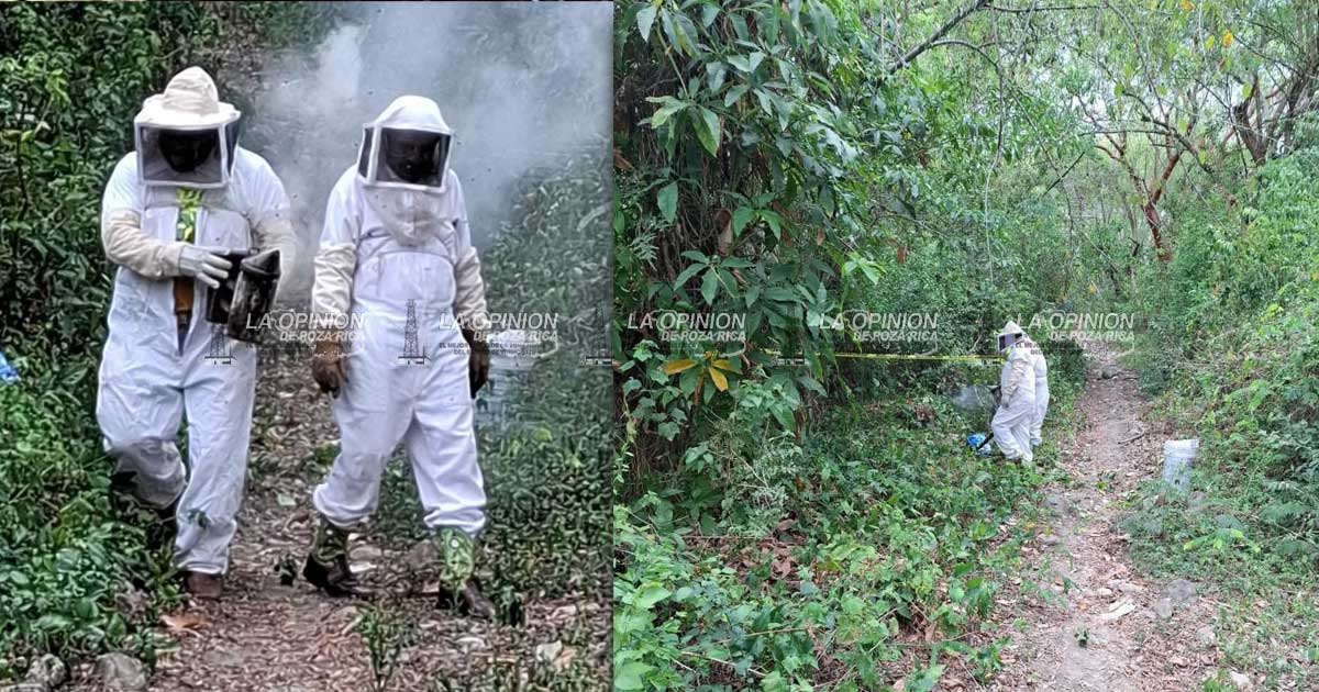 Alertan sobre la presencia de abejas