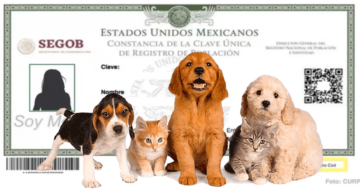 Descartan multas y fecha límite para CURP de mascotas en CDMX