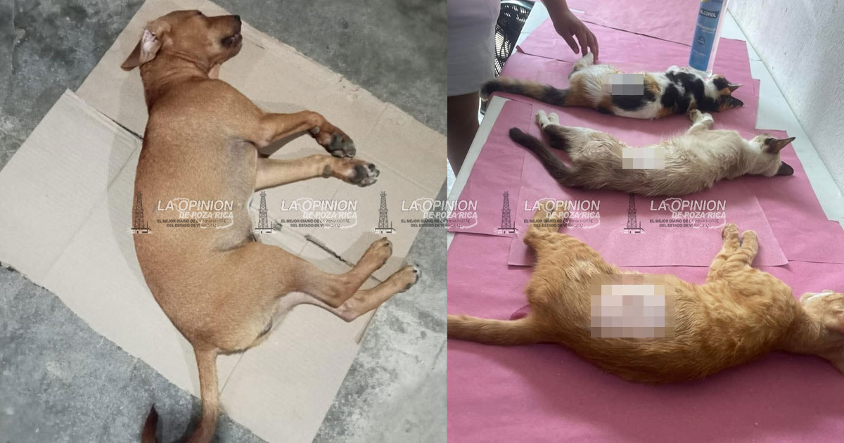 Anuncian jornadas de esterilización canina y felina Anuncian jornadas de esterilización canina y felina