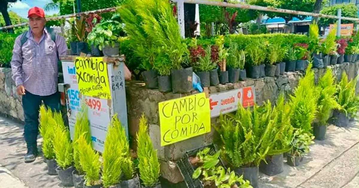 Ante crisis, floricultores hacen trueque; cambian plantas por comida