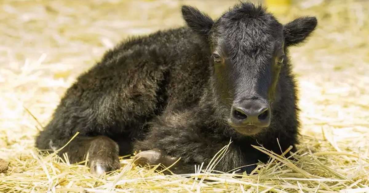 China clona el primer yak del mundo China clona el primer yak del mundo