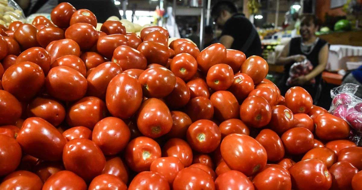 Arancel de EU, golpe letal para tomate de San Quintín