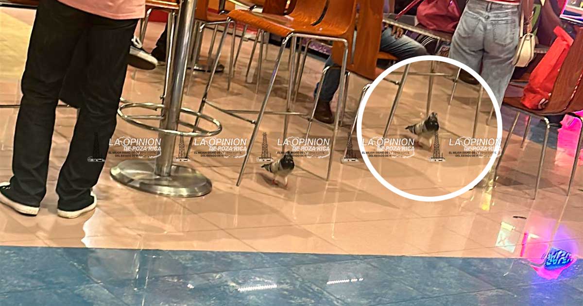 PLAZA PATIO POZA RICA SE REINVENTA… COMO PALOMAR PLAZA PATIO POZA RICA SE REINVENTA… COMO PALOMAR