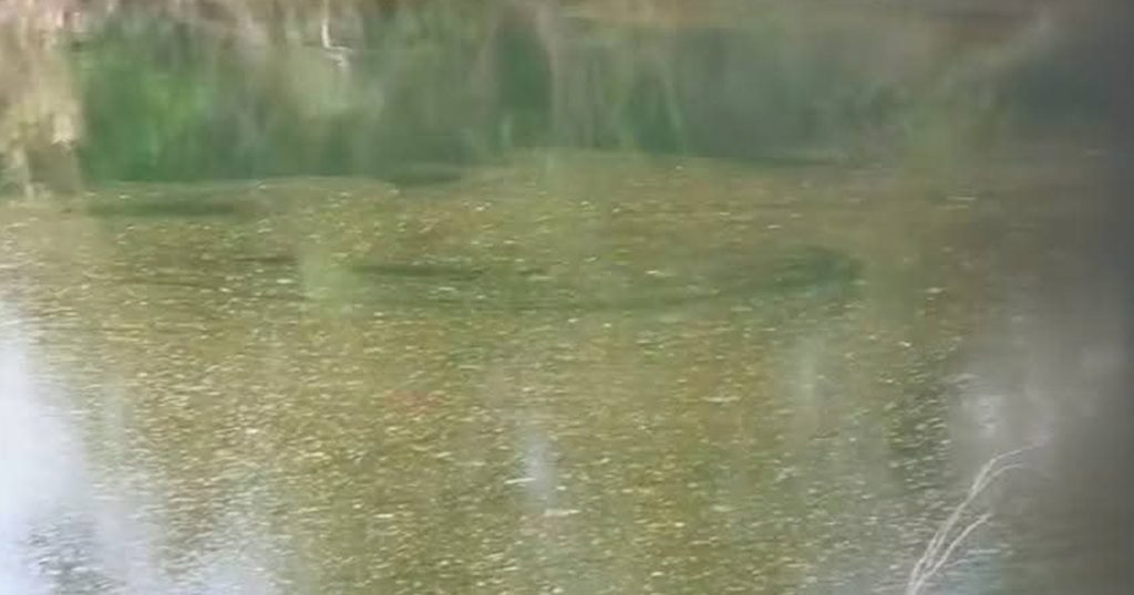 Escurrimientos de drenajes contaminan el río Tancochin Escurrimientos de drenajes contaminan el río Tancochin