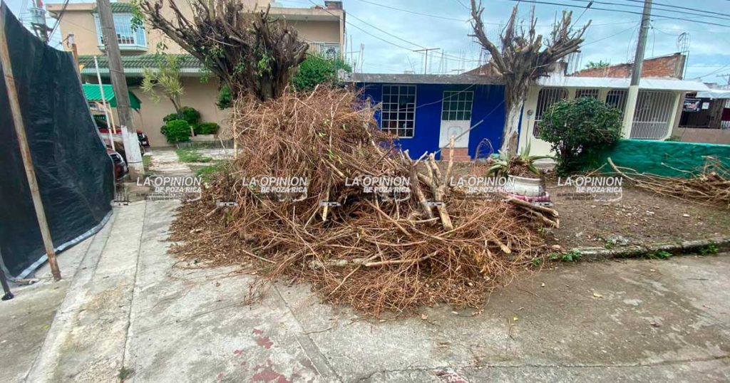 Acumulan ramas de árboles y generan malestar en Las Gaviotas Acumulan ramas de árboles y generan malestar en Las Gaviotas