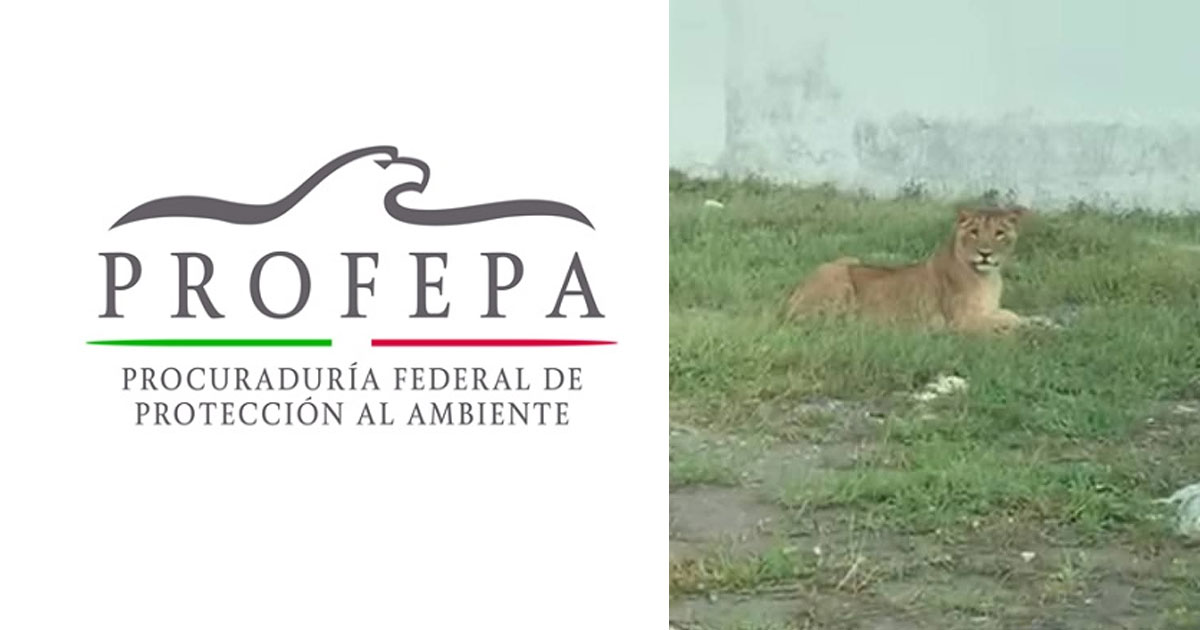 Profepa tiene miedo de atender posesión de animales exóticos