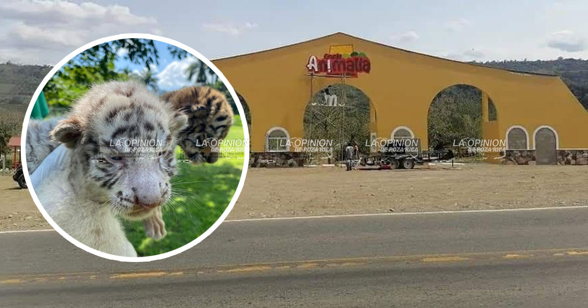 Nacen dos nuevos tigres de Bengala en Xicotepec