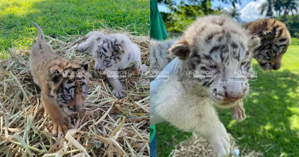 Nacen dos nuevos tigres de Bengala en Xicotepec