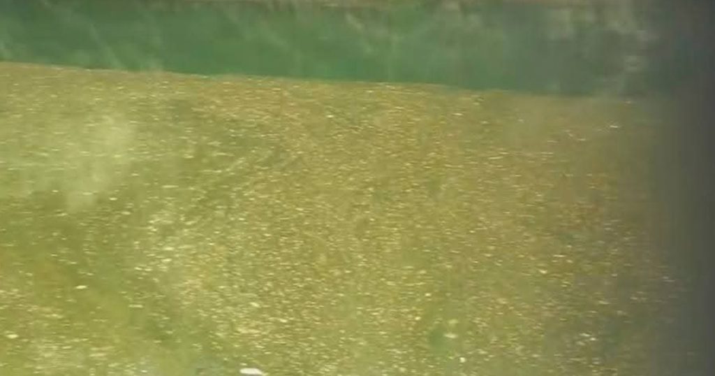 Escurrimientos de drenajes contaminan el río Tancochin Escurrimientos de drenajes contaminan el río Tancochin