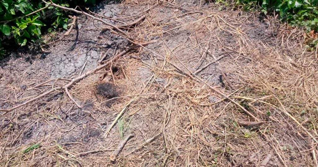 En un naranjal hallan cuerpo semienterrado En un naranjal hallan cuerpo semienterrado