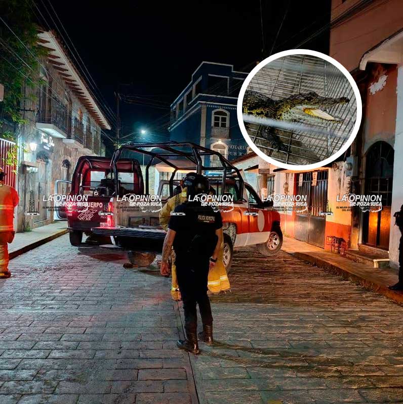 Encuentran presencia de reptil en la zona centro del Pueblo Mágico de Xicotepec Encuentran presencia de reptil en la zona centro del Pueblo Mágico de Xicotepec