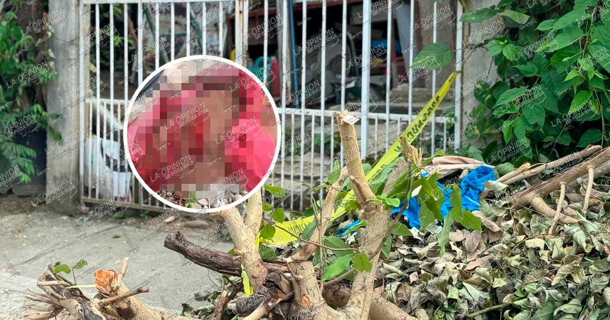 Cayó de un árbol y terminó en el hospital Cayó de un árbol y terminó en el hospital