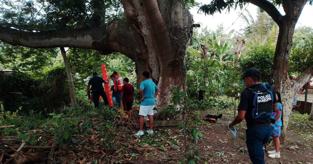 Joven se lesiona al caer de un árbol Joven se lesiona al caer de un árbol