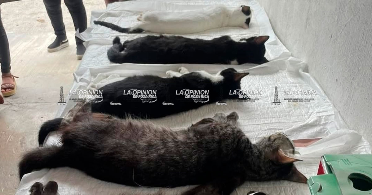 Esterilizar las mascotas reduce la sobrepoblación de animales Esterilizar las mascotas reduce la sobrepoblación de animales