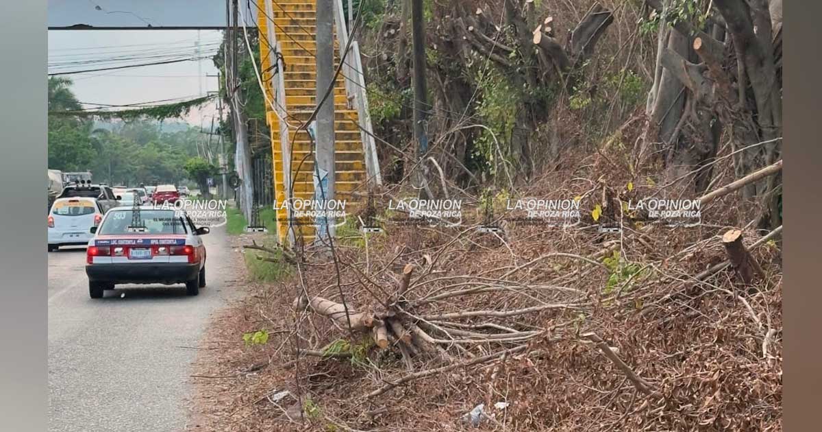 Obstaculizan con ramas banquetas del bulevar Central Poniente Obstaculizan con ramas banquetas del bulevar Central Poniente
