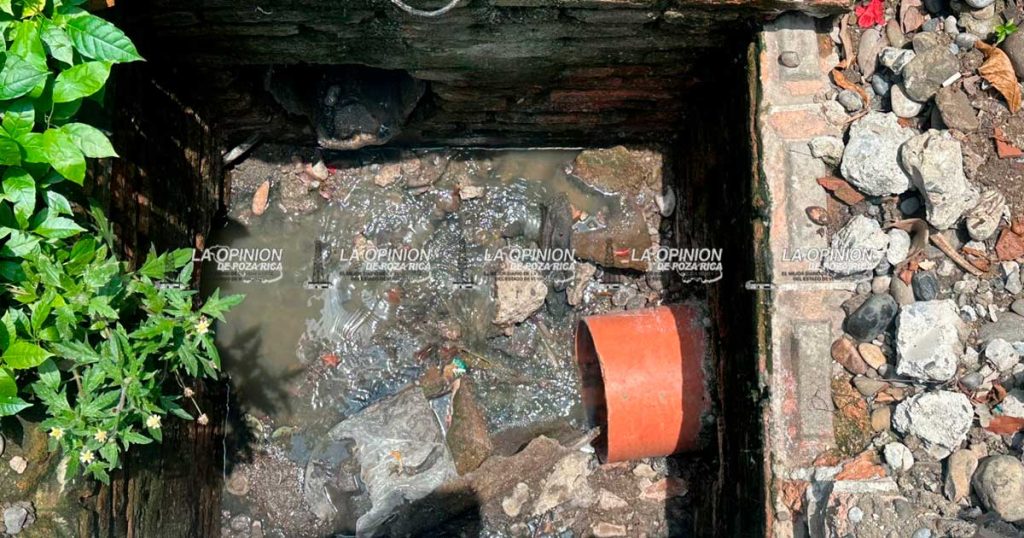 Reparación de drenaje deja sin acceso a vecinos de las colonias Camacho y Cazones Reparación de drenaje deja sin acceso a vecinos de las colonias Camacho y Cazones