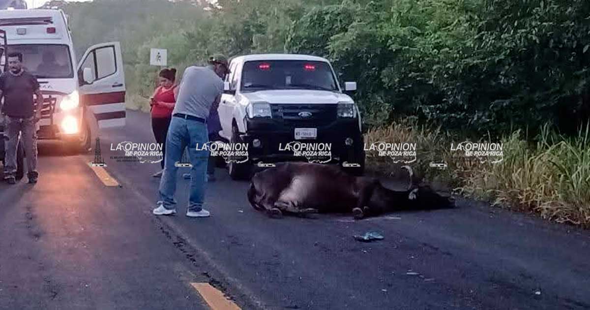 Motociclista grave, tras chocar con semoviente Motociclista grave, tras chocar con semoviente