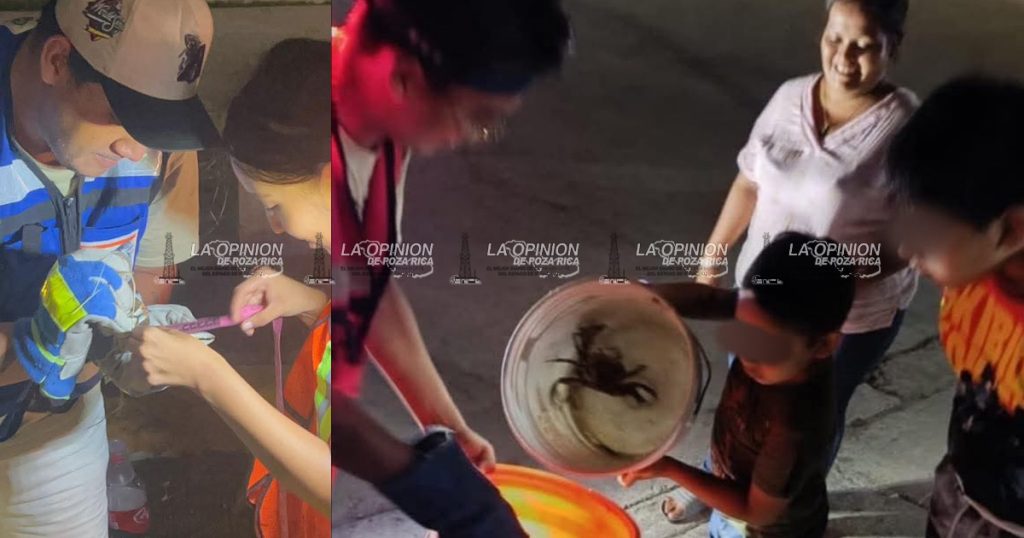 Ambientalistas alertan por disminución de guanajas este año en Tecolutla Ambientalistas alertan por disminución de guanajas este año en Tecolutla