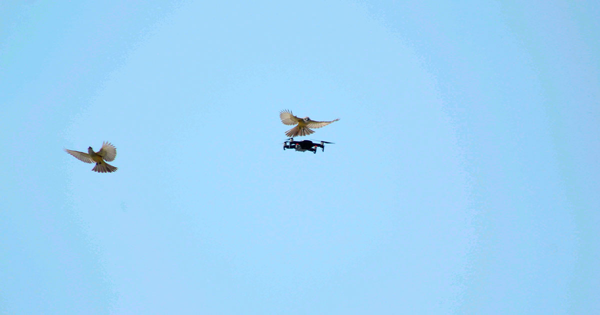 Regularizan el uso de drones
