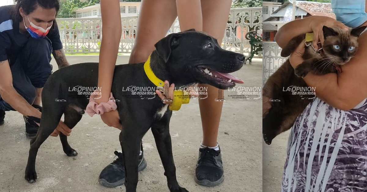 Autoridades de salud preparan campaña de vacunación antirrábica Autoridades de salud preparan campaña de vacunación antirrábica