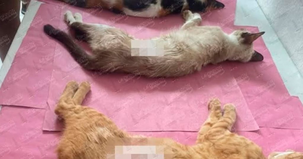 Esterilizar las mascotas reduce la sobrepoblación de animales Esterilizar las mascotas reduce la sobrepoblación de animales