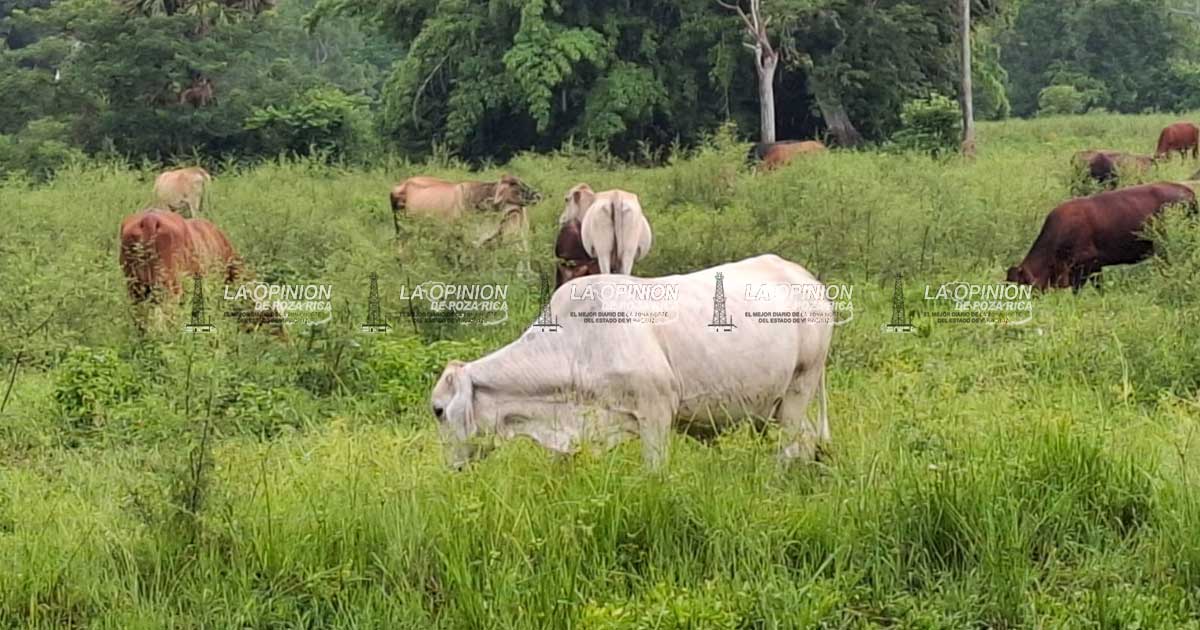 Ganaderos enfrentan aún más restricciones Ganaderos enfrentan aún más restricciones