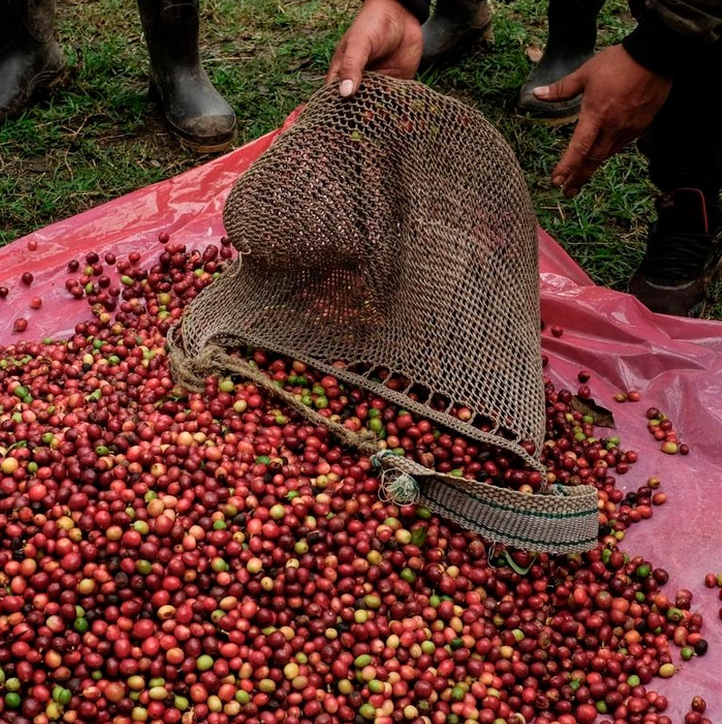 Acusan que Café del Bienestar afecta precio y calidad