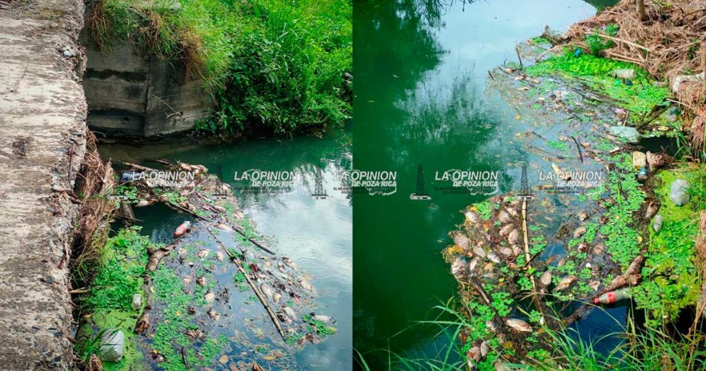 Ecocidio en el río Tancochin Ecocidio en el río Tancochin