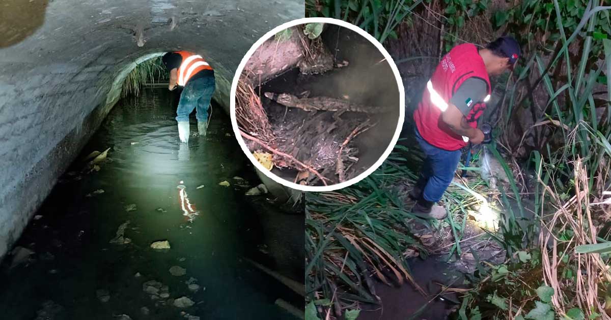 Buscan a cocodrilo con el hocico amarrado