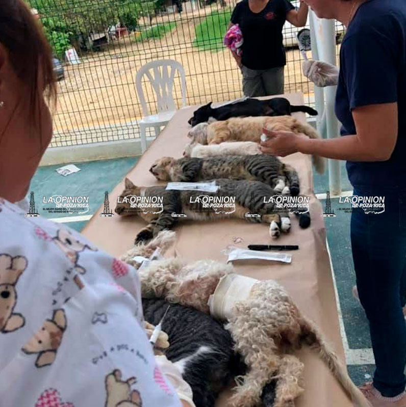 En tres días prevén esterilizar 180 mascotas en jornadas gratuitas