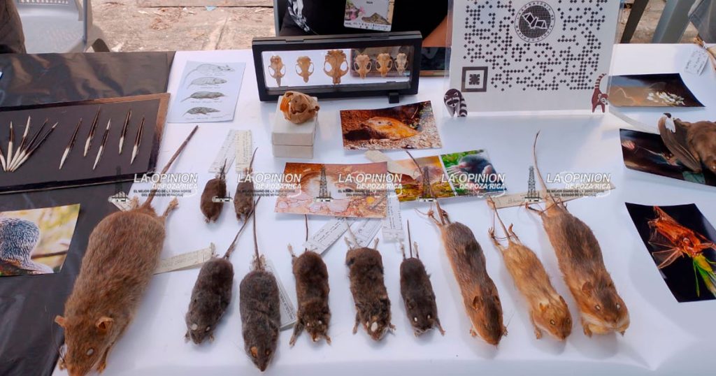 Fósiles únicos y mesas sobre basura: ciencia en Tecolutla